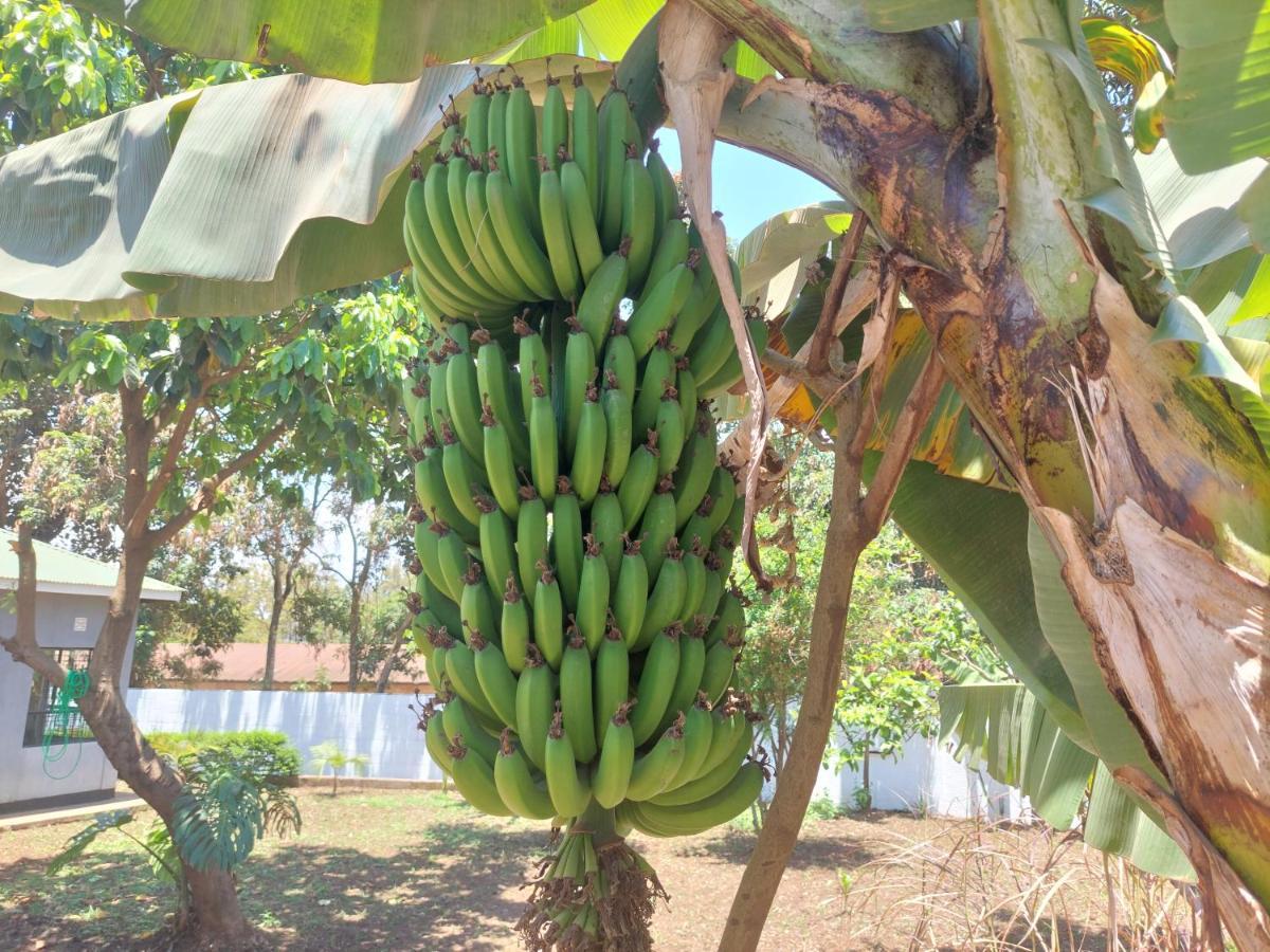 Lost In Africa 阿鲁沙 外观 照片
